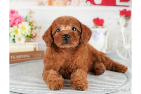 成約済の茨城県のトイプードル-320780の7枚目