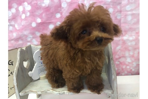 成約済の愛知県のティーカッププードル-308317の12枚目