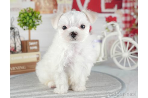 成約済の茨城県のマルチーズ-320794の5枚目
