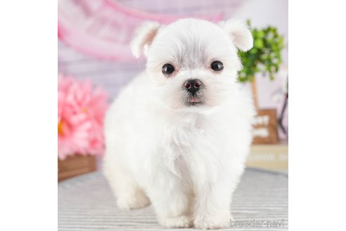 成約済の茨城県のマルチーズ-320795の6枚目