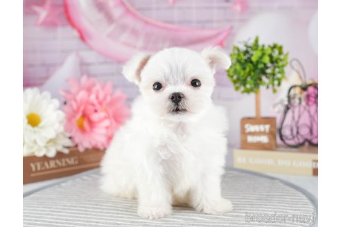 成約済の茨城県のマルチーズ-320795の3枚目
