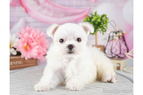 成約済の茨城県のマルチーズ-320795の5枚目