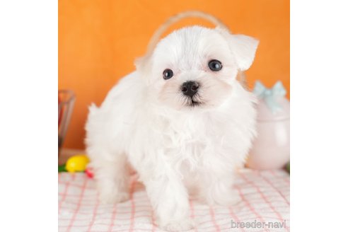 成約済の茨城県のマルチーズ-320797の1枚目