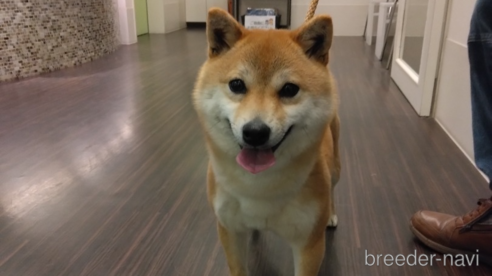 ココちゃん1枚目