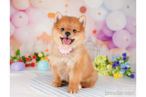 成約済の東京都のミックス犬-320816の1枚目