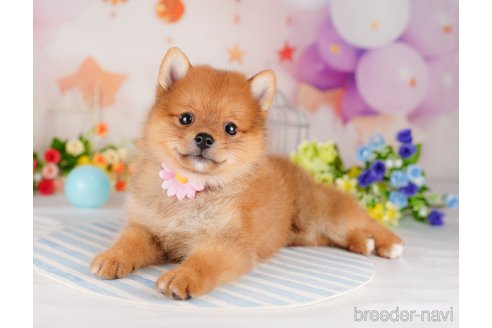 成約済の東京都のミックス犬-320816の5枚目