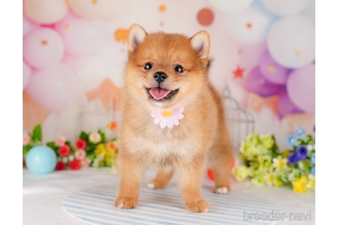 成約済の東京都のミックス犬-320816の6枚目