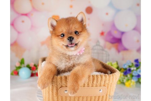 成約済の東京都のミックス犬-320816の3枚目