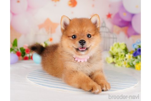 成約済の東京都のミックス犬-320816の4枚目