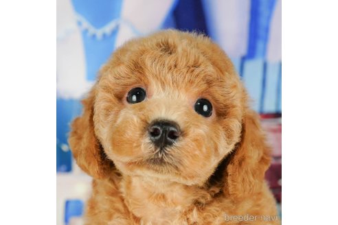 成約済の千葉県のトイプードル-320820