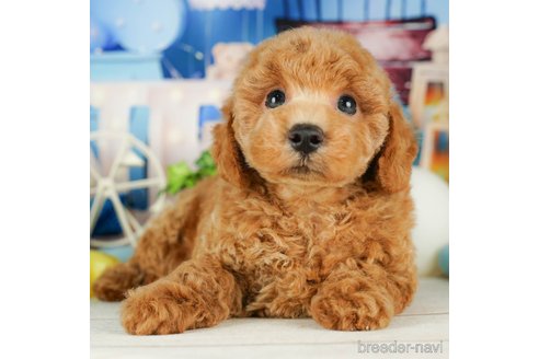 成約済の千葉県のトイプードル-320820の4枚目