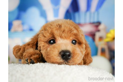 成約済の千葉県のトイプードル-320820の5枚目