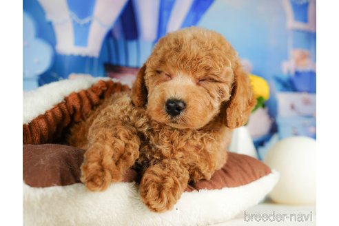 成約済の千葉県のトイプードル-320820の2枚目