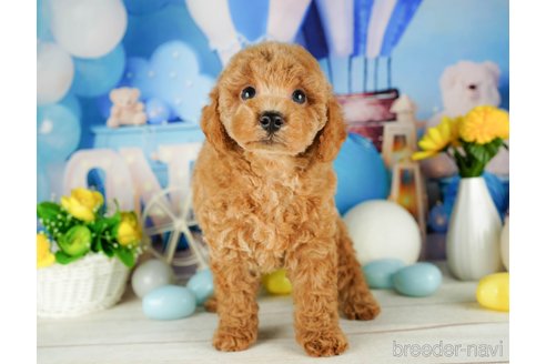 成約済の千葉県のトイプードル-320820の3枚目