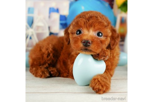 成約済の千葉県のトイプードル-320821