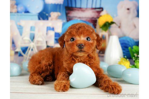 成約済の千葉県のトイプードル-320821の5枚目