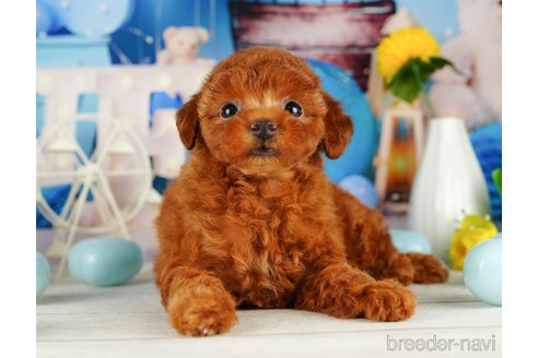 成約済の千葉県のトイプードル-320821の4枚目