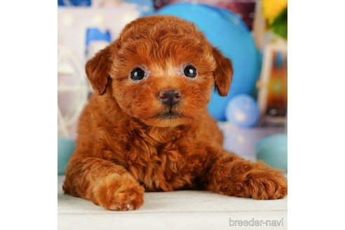 成約済の千葉県のトイプードル-320821の3枚目