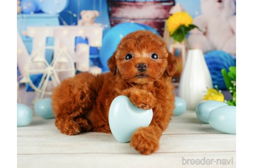 成約済の千葉県のトイプードル-320821の2枚目