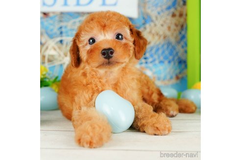 成約済の千葉県のトイプードル-320824