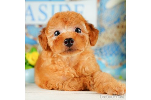 成約済の千葉県のトイプードル-320824の5枚目