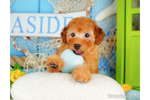 成約済の千葉県のトイプードル-320824の3枚目