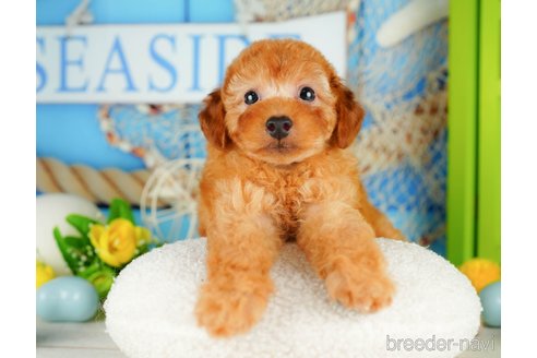 成約済の千葉県のトイプードル-320824の2枚目