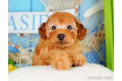 成約済の千葉県のトイプードル-320824の4枚目