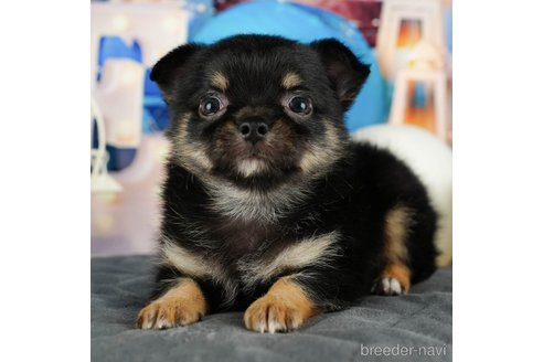 成約済の千葉県のチワワ(ロングコート)-320830の1枚目