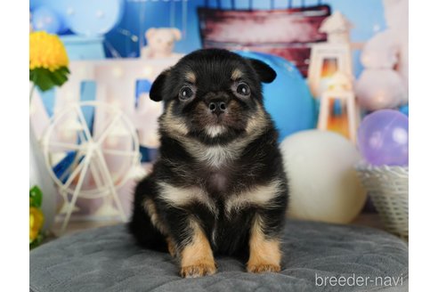 成約済の千葉県のチワワ(ロングコート)-320830の3枚目