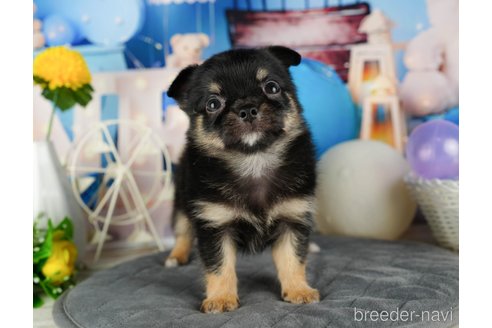 成約済の千葉県のチワワ(ロングコート)-320830の5枚目