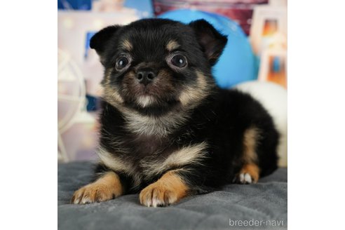 成約済の千葉県のチワワ(ロングコート)-320830の4枚目