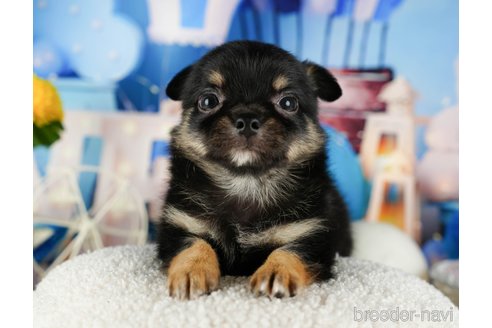 成約済の千葉県のチワワ(ロングコート)-320830の2枚目