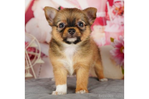 成約済の千葉県のチワワ(ロングコート)-320831の5枚目