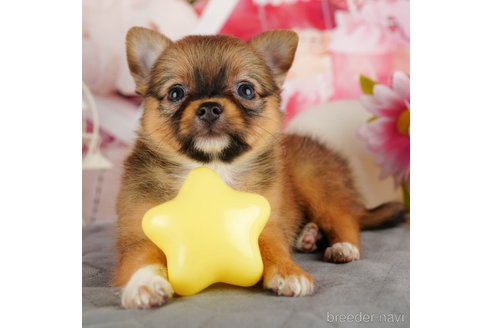 成約済の千葉県のチワワ(ロングコート)-320831の1枚目