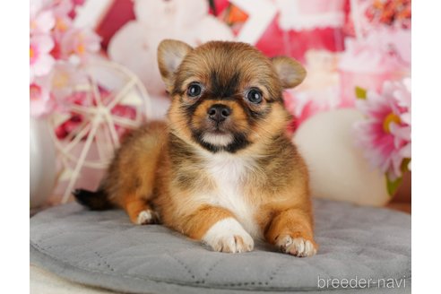 成約済の千葉県のチワワ(ロングコート)-320831の4枚目