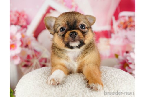 成約済の千葉県のチワワ(ロングコート)-320831の2枚目