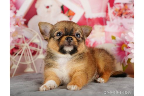 成約済の千葉県のチワワ(ロングコート)-320831の3枚目