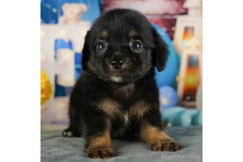 成約済の千葉県のチワックス:チワワ×ミニチュアダックスフンド-320833の3枚目