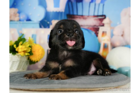 成約済の千葉県のチワックス:チワワ×ミニチュアダックスフンド-320833の4枚目