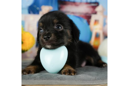 成約済の千葉県のチワックス:チワワ×ミニチュアダックスフンド-320833の1枚目