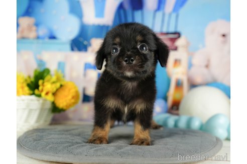 成約済の千葉県のチワックス:チワワ×ミニチュアダックスフンド-320833の5枚目