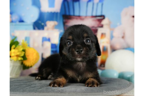 成約済の千葉県のチワックス:チワワ×ミニチュアダックスフンド-320833の2枚目