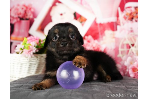 成約済の千葉県のチワックス:チワワ×ミニチュアダックスフンド-320834の3枚目