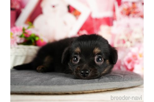 成約済の千葉県のチワックス:チワワ×ミニチュアダックスフンド-320834の2枚目