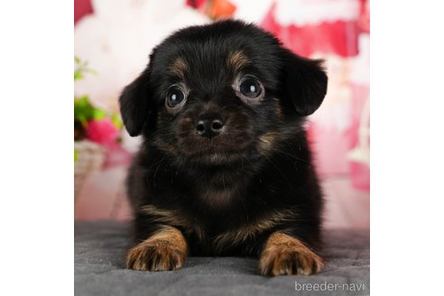 成約済の千葉県のチワックス:チワワ×ミニチュアダックスフンド-320834の1枚目