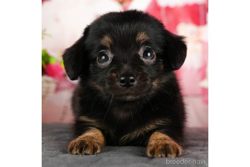 成約済の千葉県のチワックス:チワワ×ミニチュアダックスフンド-320834の4枚目