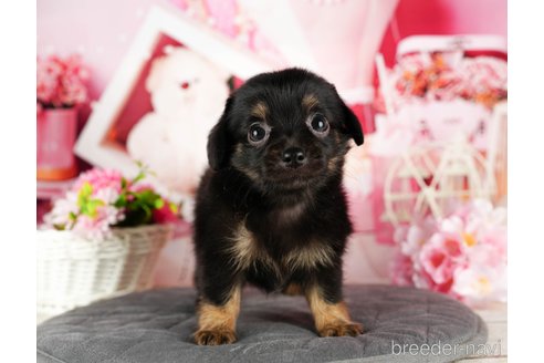 成約済の千葉県のチワックス:チワワ×ミニチュアダックスフンド-320834の5枚目