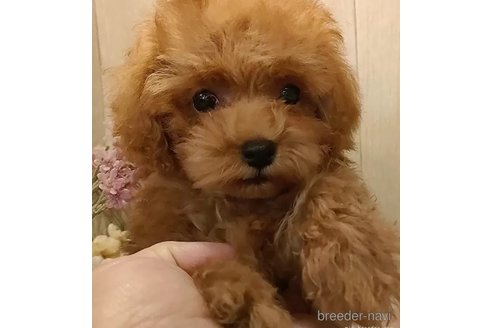 成約済の愛知県のティーカッププードル-311344の4枚目