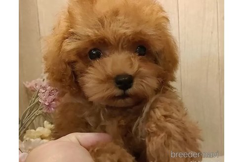 成約済の愛知県のティーカッププードル-311344の3枚目